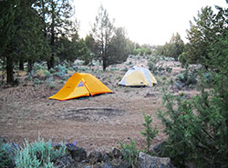Tenting among the pines