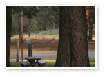 deer at our campground